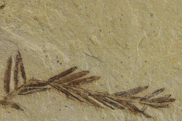 Dawn Redwood (Metasequoia) Fossil - Montana #153683